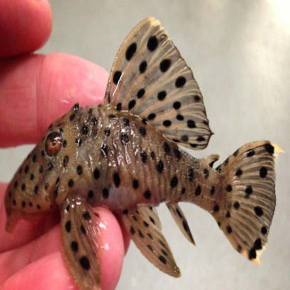 PLECO SULTANA / L263 LEPORACANTHICUS