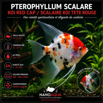 PTEROPHYLLUM SCALARE KOI RED CAP / SCALAIRE KOI TETE ROUGE