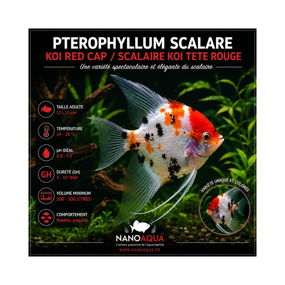 PTEROPHYLLUM SCALARE KOI RED CAP / SCALAIRE KOI TETE ROUGE