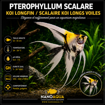 PTEROPHYLLUM SCALARE KOI LONGFIN / SCALAIRE KOI LONGS VOILES