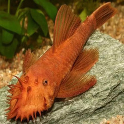ANCISTRUS SP RED 3cms