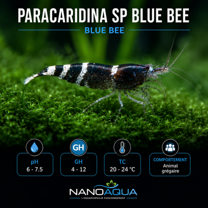 PARACARIDINA SP BLUE BEE / BLUE BEE
