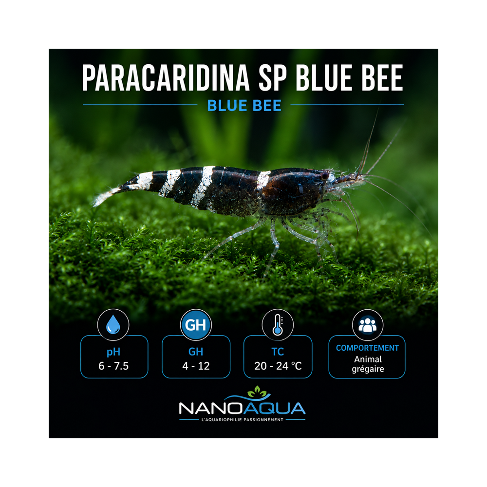 PARACARIDINA SP BLUE BEE / BLUE BEE