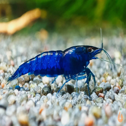 NEOCARIDINA BLUE DIAMOND / BLEU DIAMANT