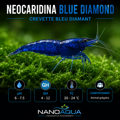 NEOCARIDINA BLUE DIAMOND / BLEU DIAMANT