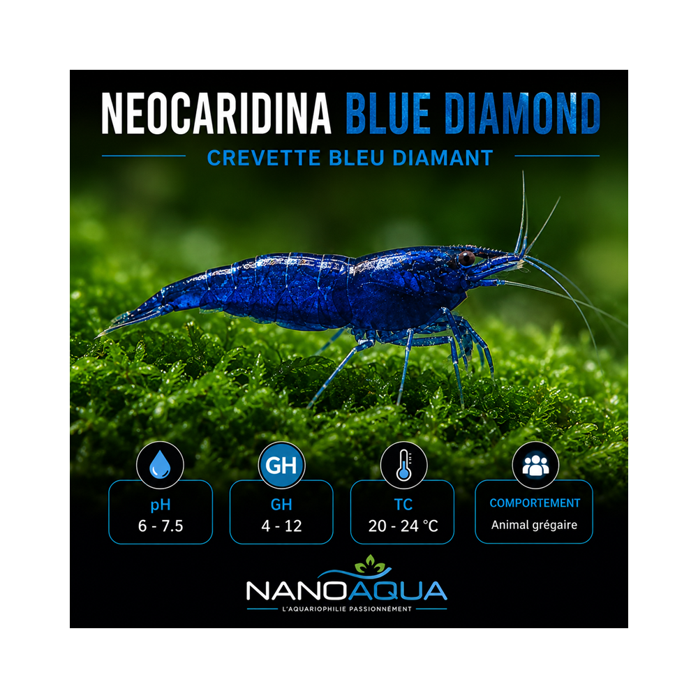 NEOCARIDINA BLUE DIAMOND / BLEU DIAMANT