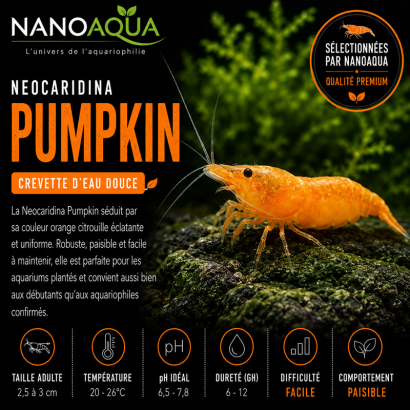 NEOCARIDINA DAVIDI PUMPKIN