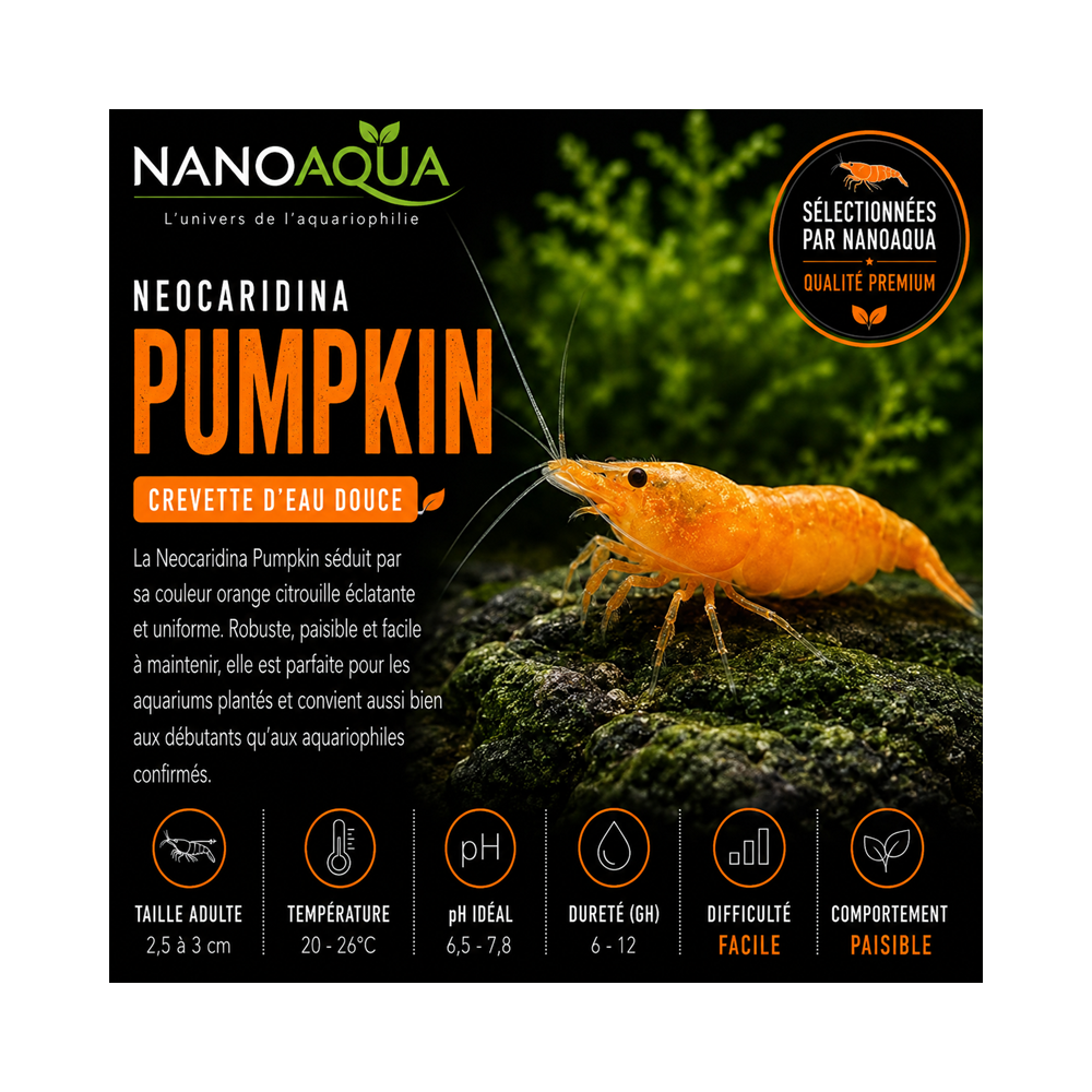 NEOCARIDINA DAVIDI PUMPKIN