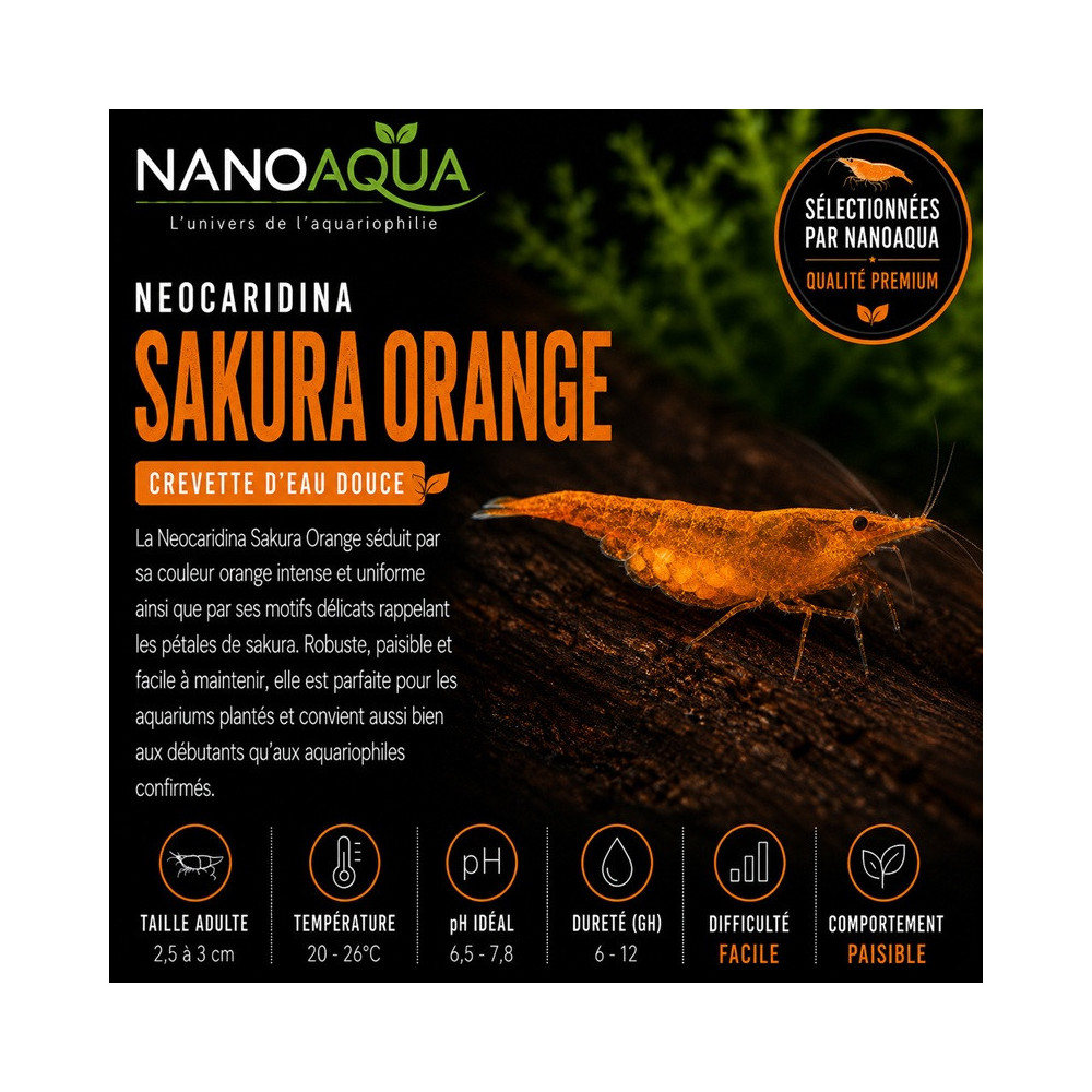 NEOCARIDINA SAKURA ORANGE