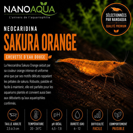 NEOCARIDINA DAVIDI  ORANGE