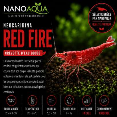 NEOCARIDINA RED FIRE