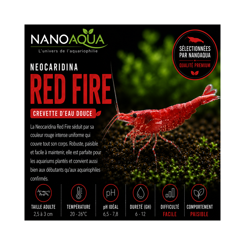 NEOCARIDINA RED FIRE