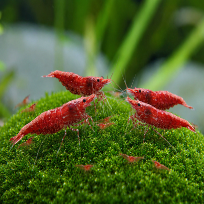 NEOCARIDINA RED FIRE