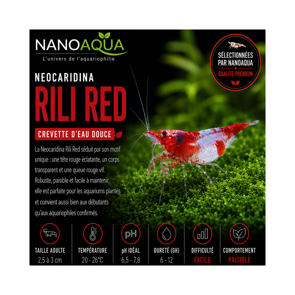 NEOCARIDINA RED RILI