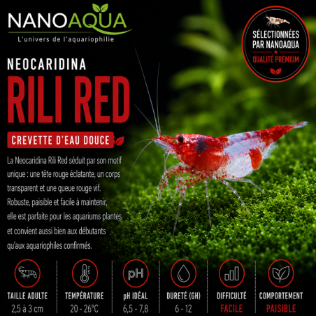 NEOCARIDINA DAVIDI RED RILI / KOHAKU SHRIMP
