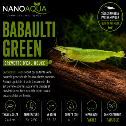 BABAULTI GREEN / CREVETTE VERTE DES INDES