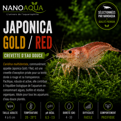 CARIDINA JAPONICA GOLD / RED OU ORANGE