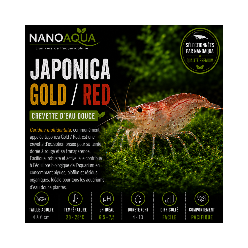CARIDINA JAPONICA GOLD / RED OU ORANGE