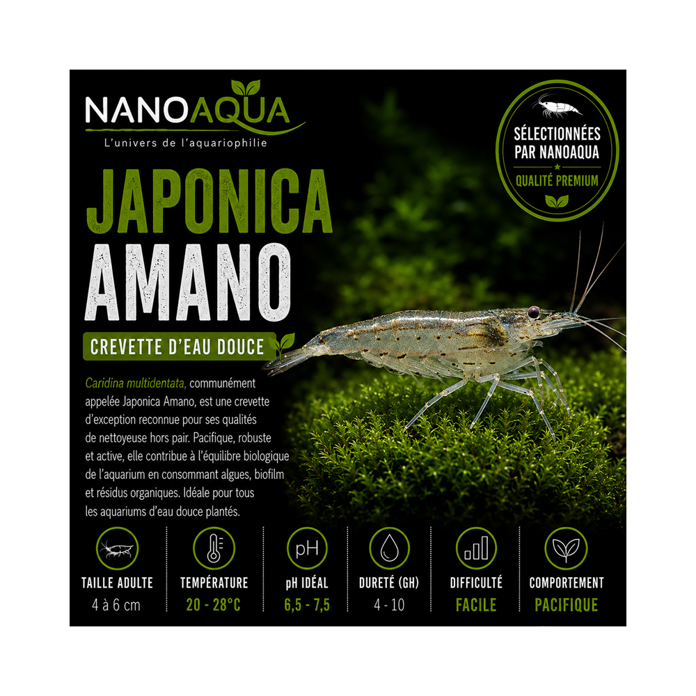CARIDINA MULTIDENTATA / JAPONICA AMANO