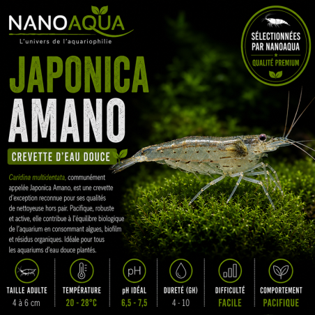CARIDINA MULTIDENTATA / JAPONICA AMANO