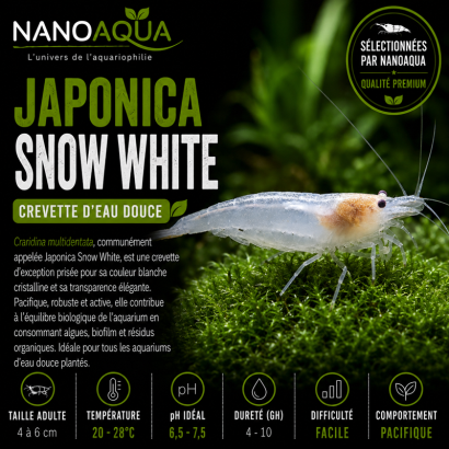 CARIDINA JAPONICA SNOW WHITE