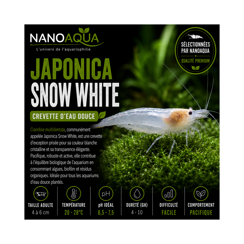 CARIDINA JAPONICA SNOW WHITE