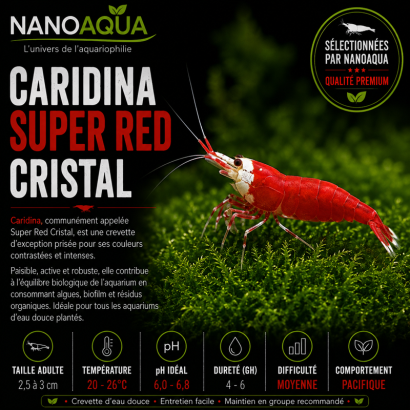 CARIDINA CANTONESIS SUPER RED CRISTAL/ SRC