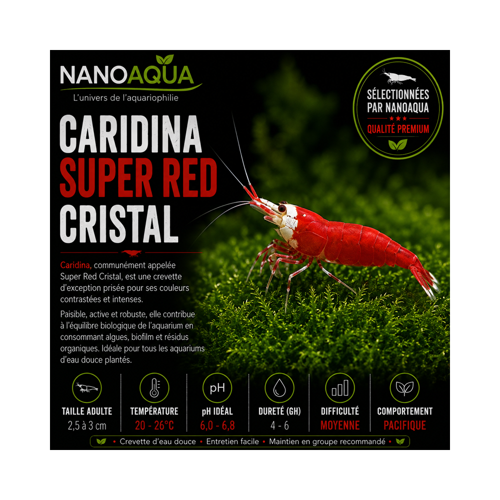 CARIDINA CANTONESIS SUPER RED CRISTAL/ SRC