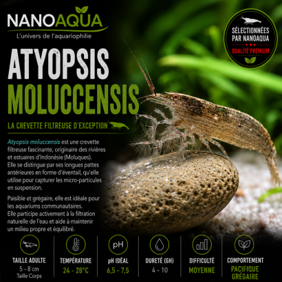 ATYOPSIS MOLUCCENSIS