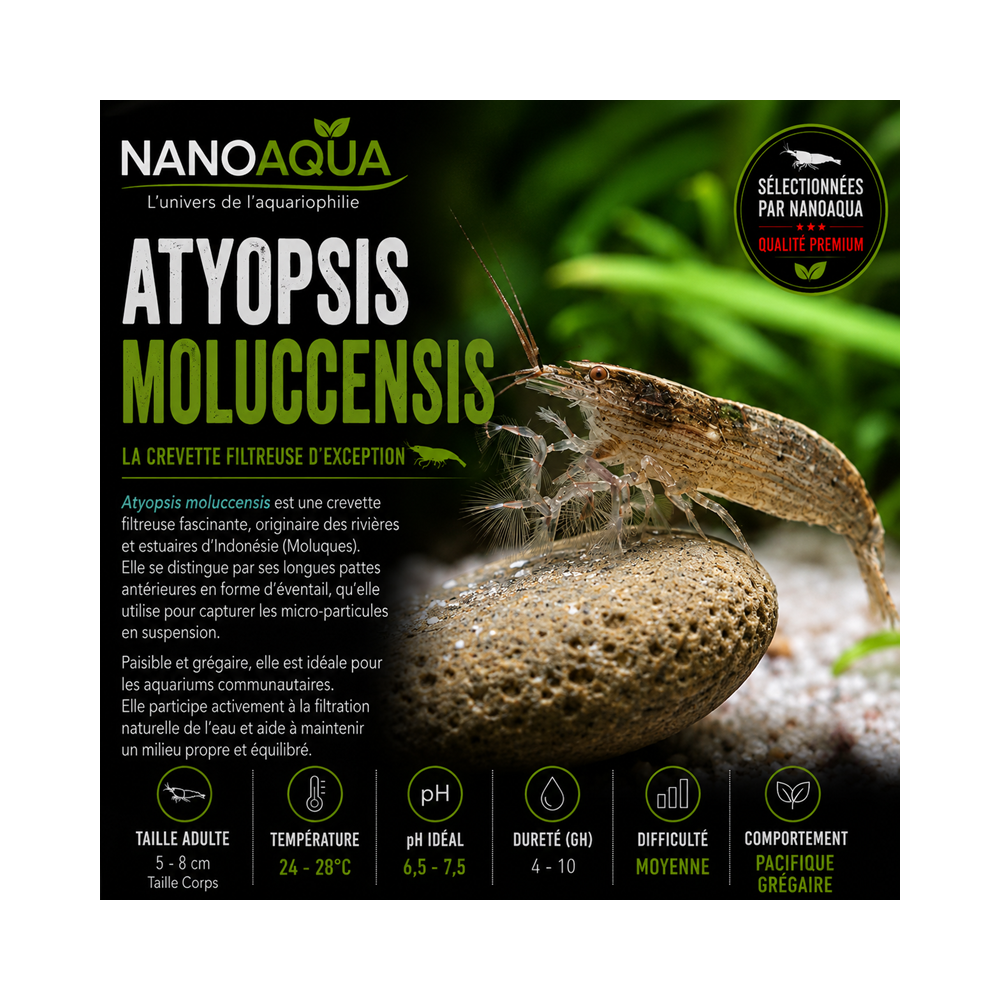 ATYOPSIS MOLUCCENSIS