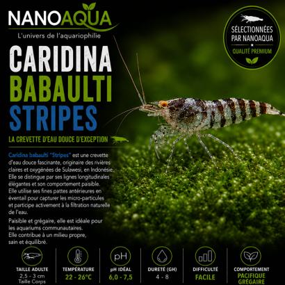 CARIDINA BABAULTI STRIPES / CREVETTE ZEBREE OU RAYEE
