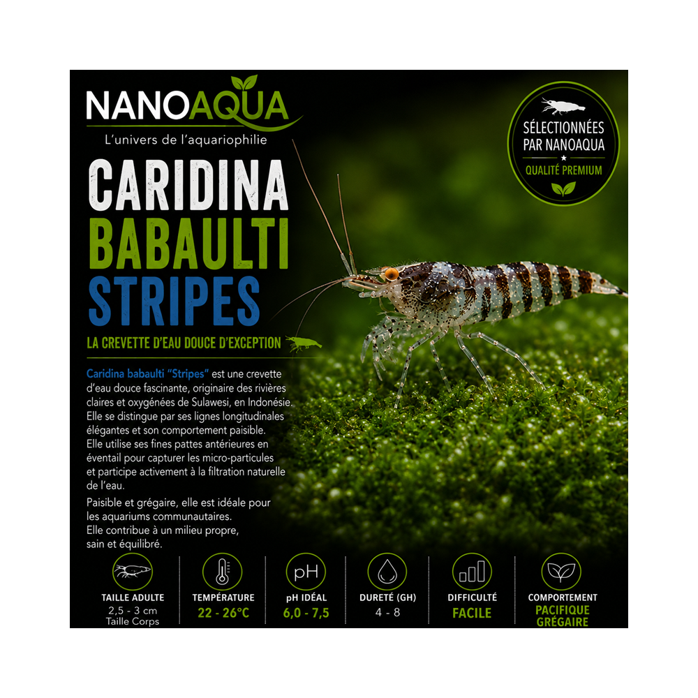 CARIDINA BABAULTI STRIPES / CREVETTE ZEBREE OU RAYEE