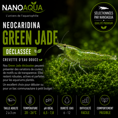 NEOCARIDINA DAVIDI GREEN JADE DECLASSEE