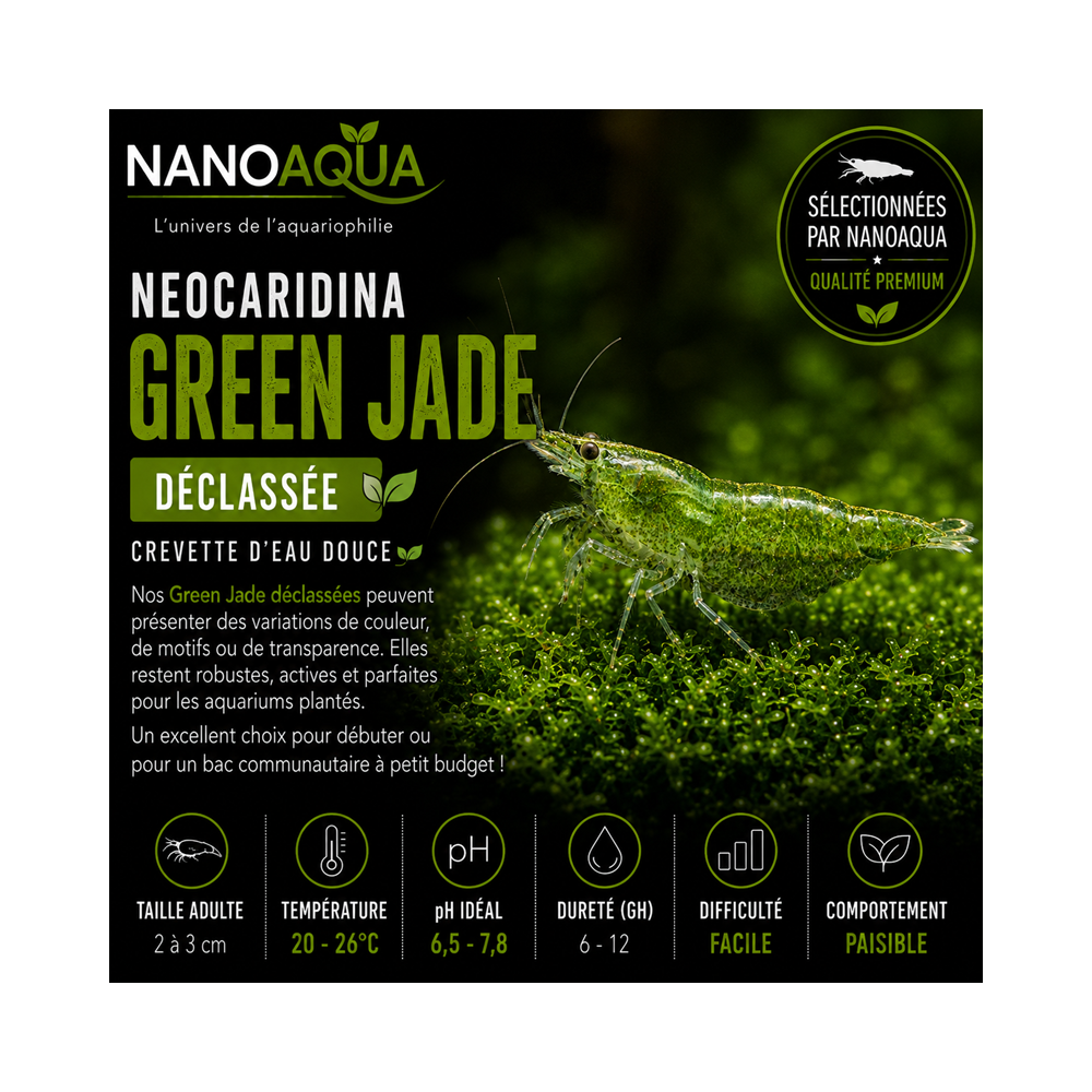 NEOCARIDINA DAVIDI GREEN JADE DECLASSEE