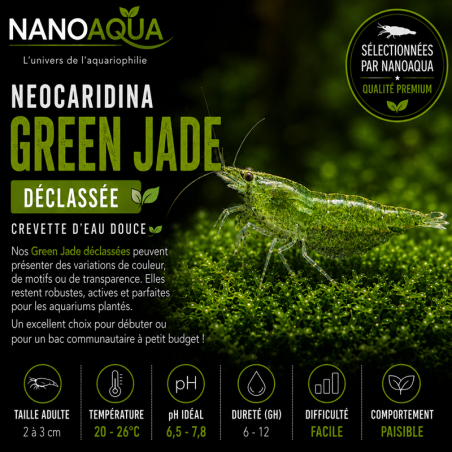 NEOCARIDINA DAVIDI GREEN JADE DECLASSEE