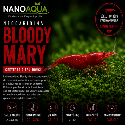 NEOCARIDINA DAVIDI BLOODY MARY