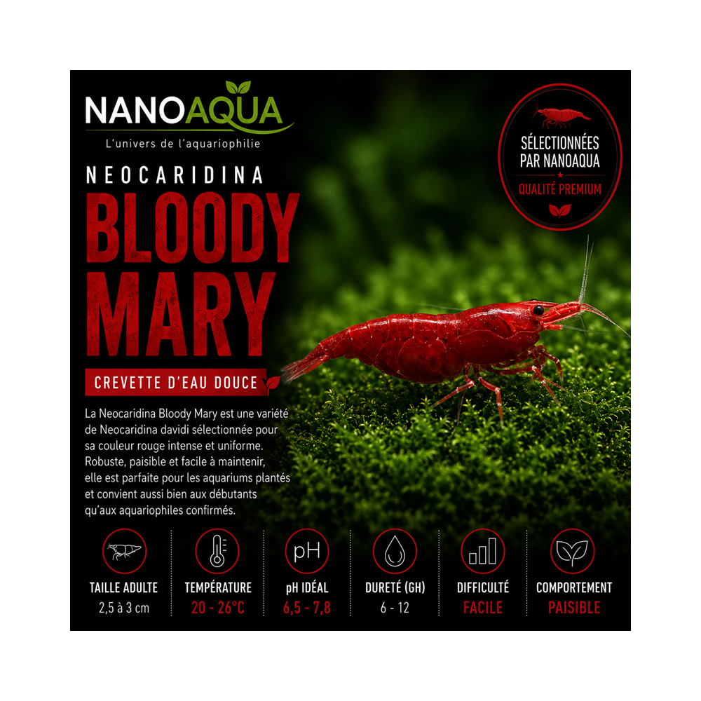 NEOCARIDINA DAVIDI BLOODY MARY