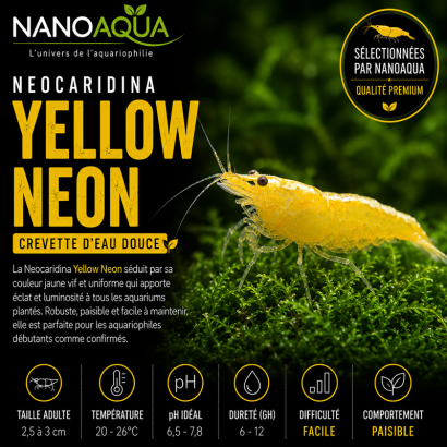 NEOCARIDINA YELLOW NEON