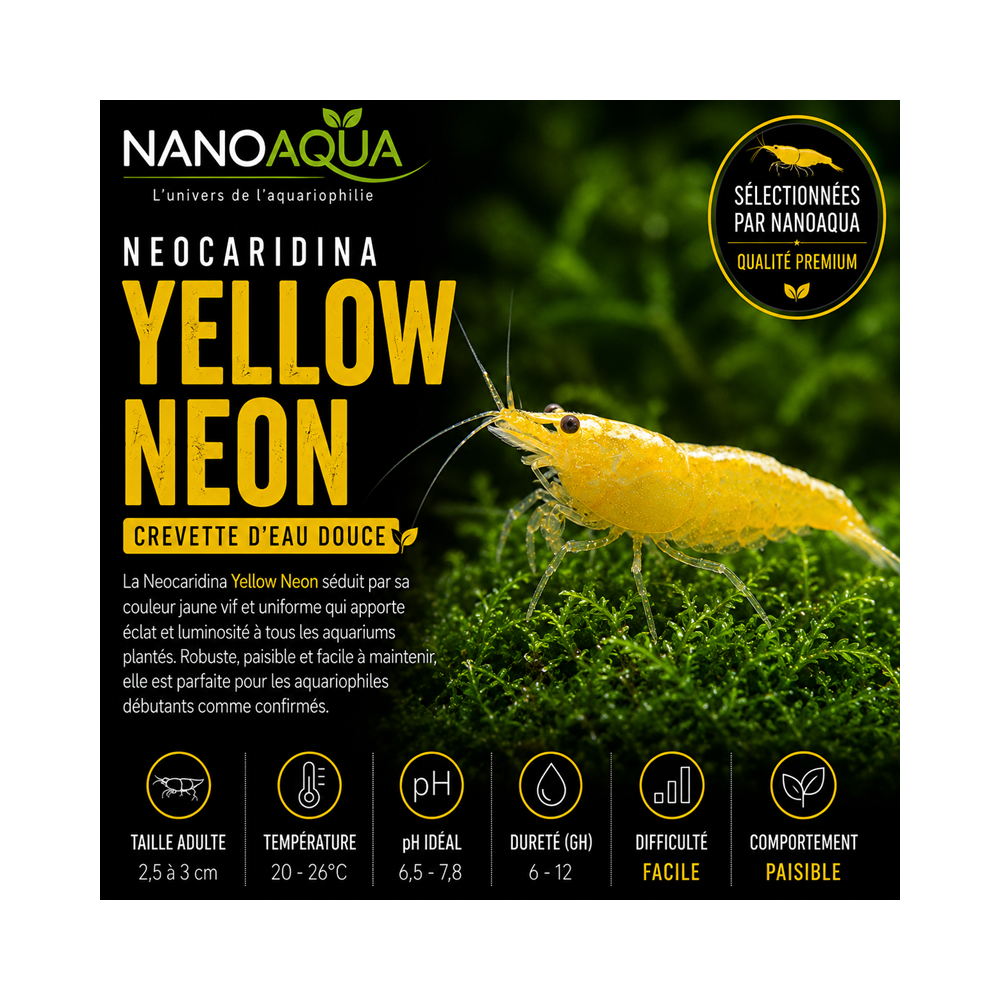 NEOCARIDINA YELLOW NEON