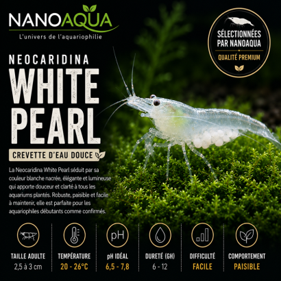 NEOCARIDINA WHITE PEARL