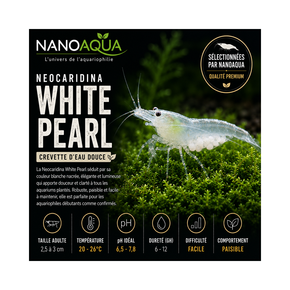 NEOCARIDINA WHITE PEARL