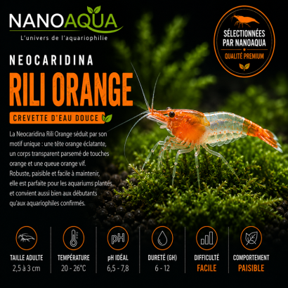 NEOCARIDINA ORANGE RILI