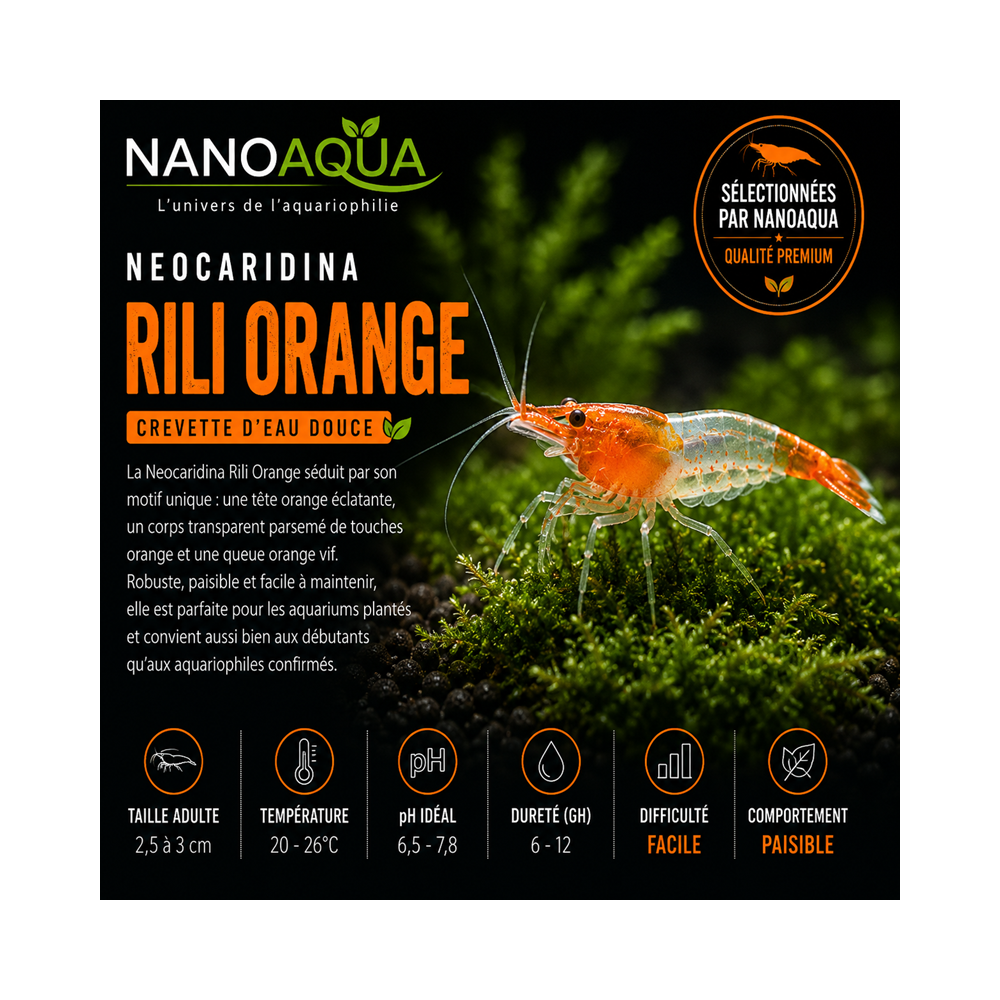 NEOCARIDINA ORANGE RILI