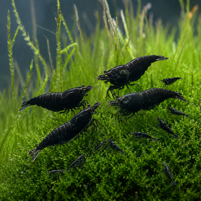 NEOCARIDINA BLACK ROSE