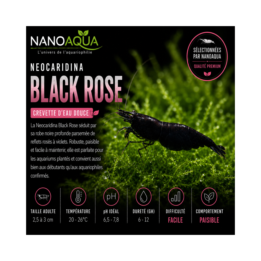 NEOCARIDINA BLACK ROSE