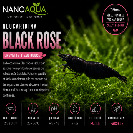 NEOCARIDINA DAVIDI BLACK ROSE