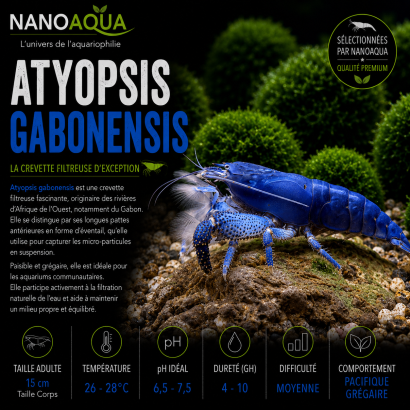 ATYOPSIS GABONENSIS / CREVETTE DU GABON