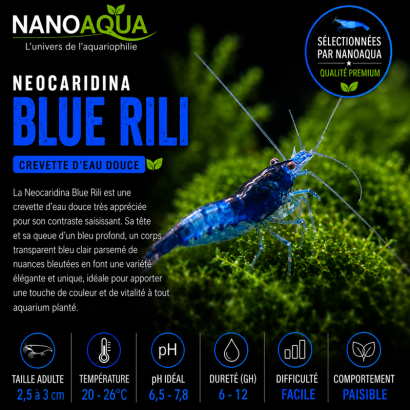 NEOCARIDINA BLUE RILI