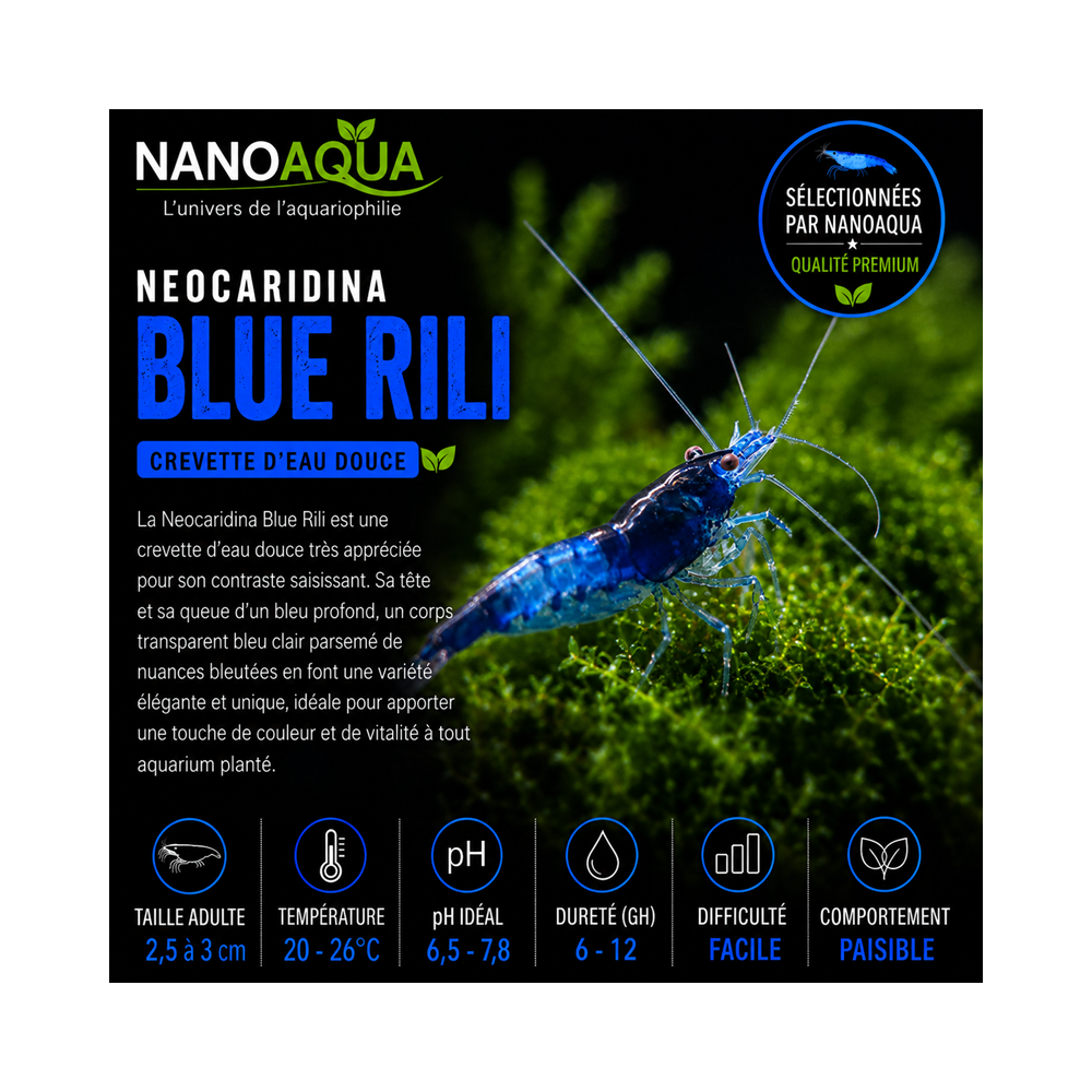 NEOCARIDINA BLUE RILI