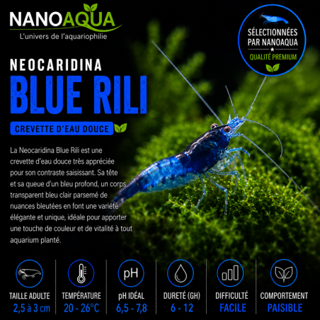 NEOCARIDINA BLUE RILI